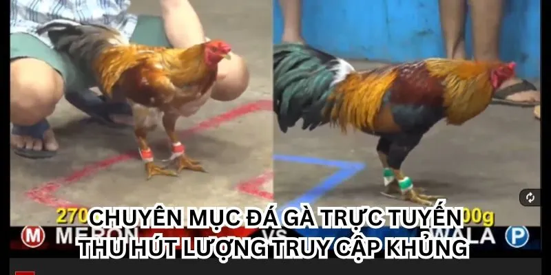 Chuyên mục đá gà trực tuyến thu hút lượng truy cập khủng